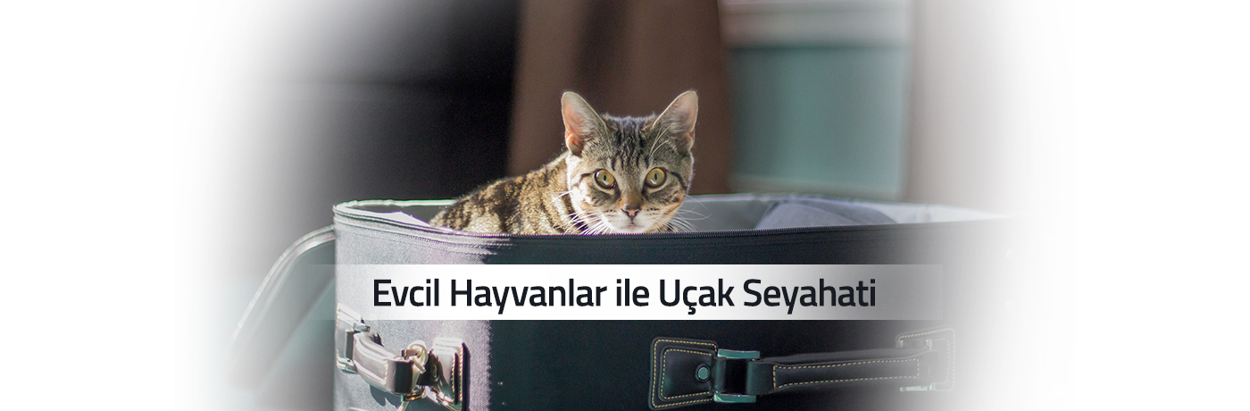 Evcil Hayvanlar ile Uçak Seyahati Evcil Hayvanlar ile Uçak Seyahati